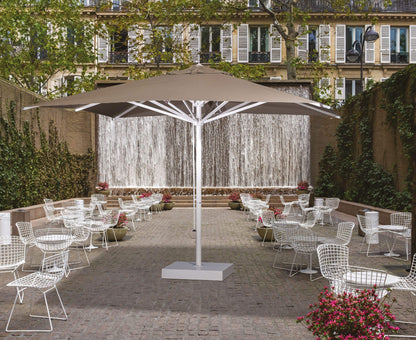 Verona Starwhite